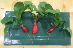 radish2.JPG