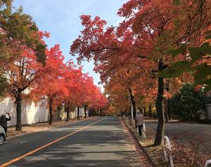 momiji20201116.jpg