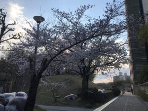 20210322_1sakura.jpg