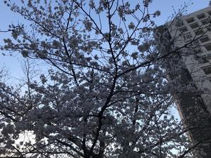 20210322_2sakura.jpg