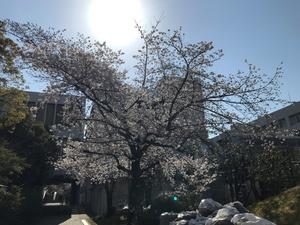 20210323_1sakura.jpg