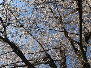 20210323_2sakura.jpg