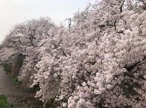 sakura210330.jpg