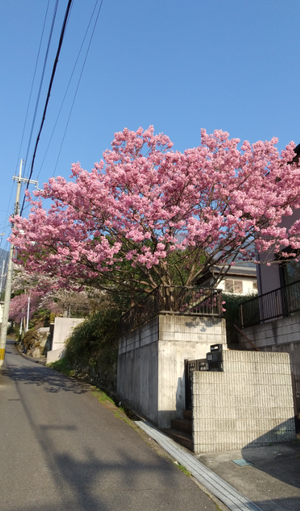 shiga210401_sakura.png