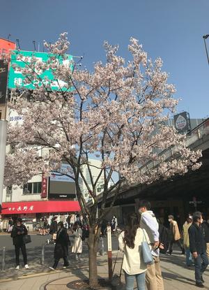 20220325_2sakura.jpg
