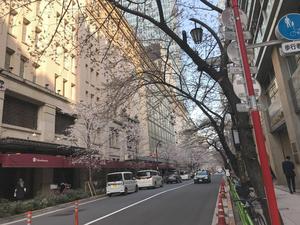 20220325_3sakura.jpg