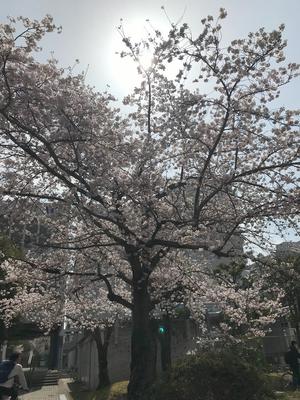 20220330_1sakura.jpg