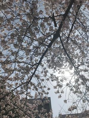 20220330_2sakura.jpg