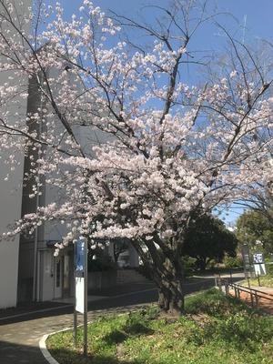 20220401_1sakura.jpg