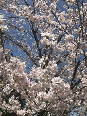 20220401_2sakura.jpg