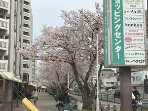 20220402_1sakura.jpg
