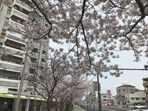 20220402_2sakura.jpg