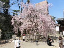 hanami150402_2.JPG