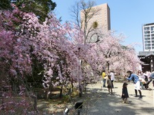 hanami150402_3.JPG