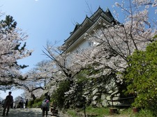 hanami150402_4.JPG