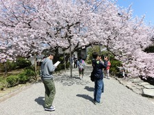 hanami150402_5.JPG