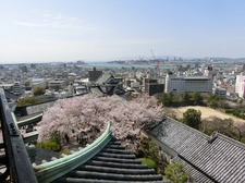 hanami150402_6.JPG